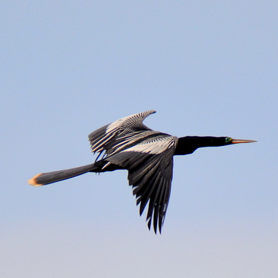 Anhinga_1